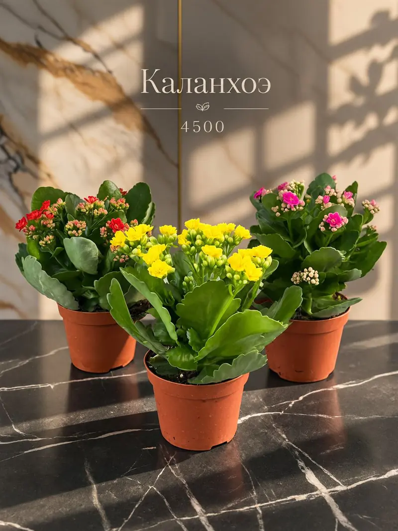 Каланхоэ